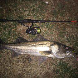 今季初シーバス